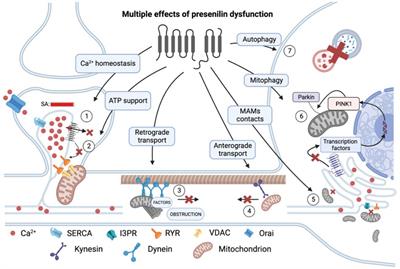 Presenilins and mitochondria—an intriguing link: mini-review